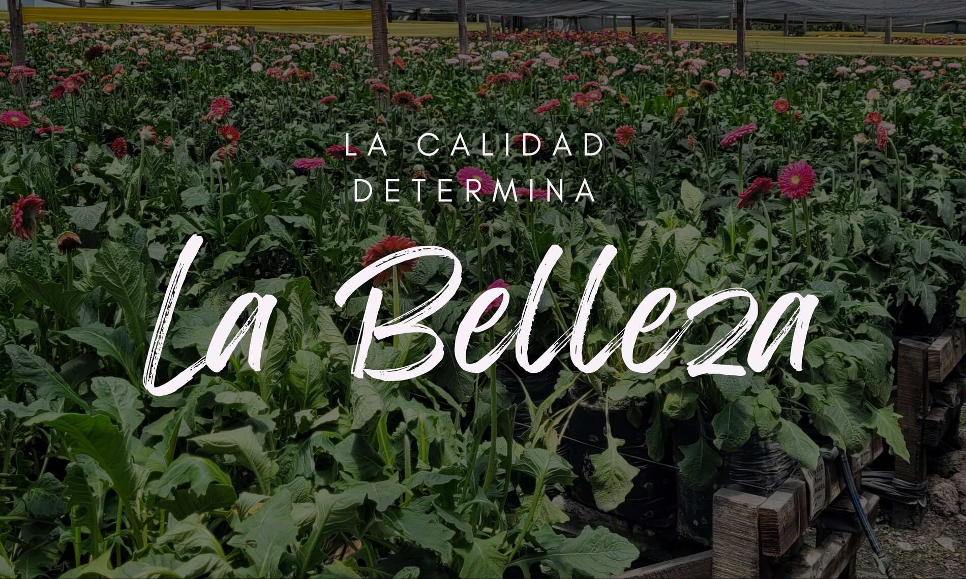 La calidad determina La Belleza — cultivo de gerberas