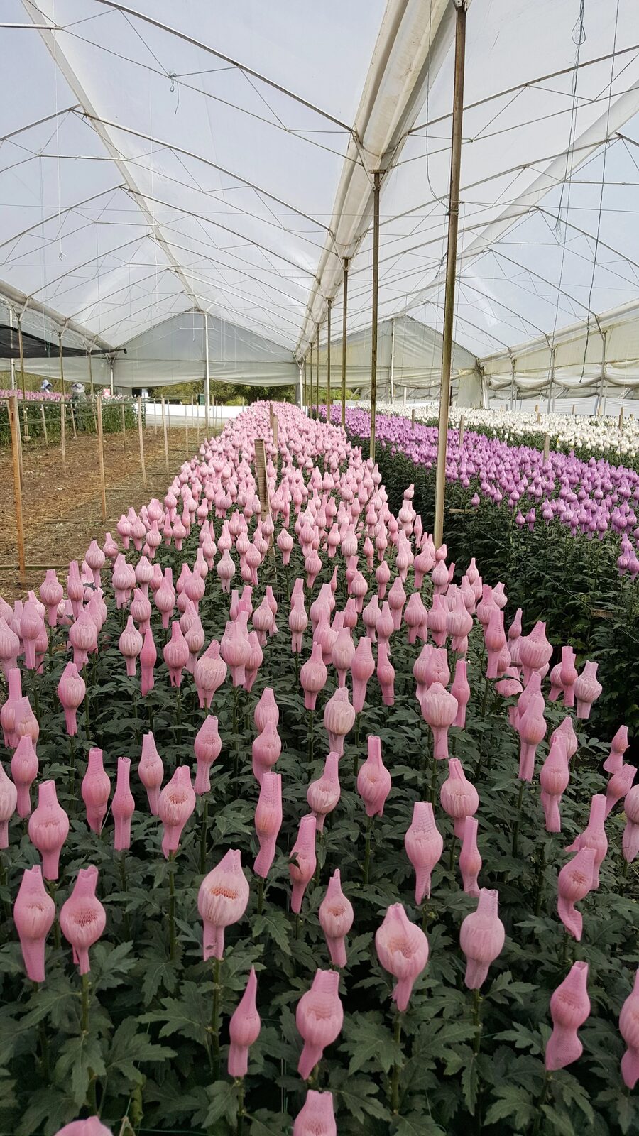 Cultivo de rosas para exportación
